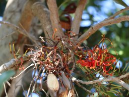 hava &raquo; Stenocarpus